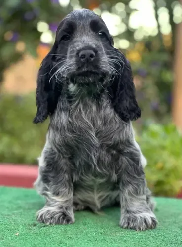 Cocker Spaniel ingles prota entrega, e para reserva