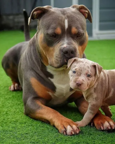 Pitbull e filhote pai e filho tricolor 