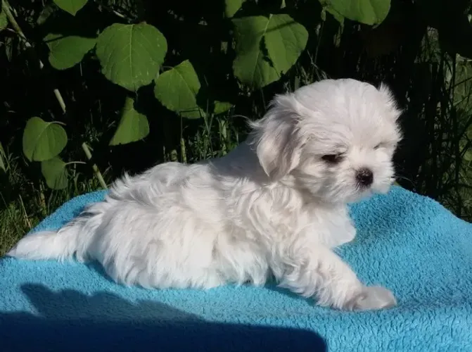 Maltês Mini Branco Macho - Pequeno no Tamanho, Enorme no Carinho!
