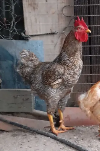 Galo da raça prymont rock barrado novo