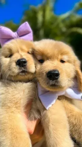 Dois filhotes Golden Retriever amassadinhos de tão juntinhos