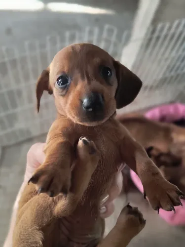 Filhotes de linguicinha