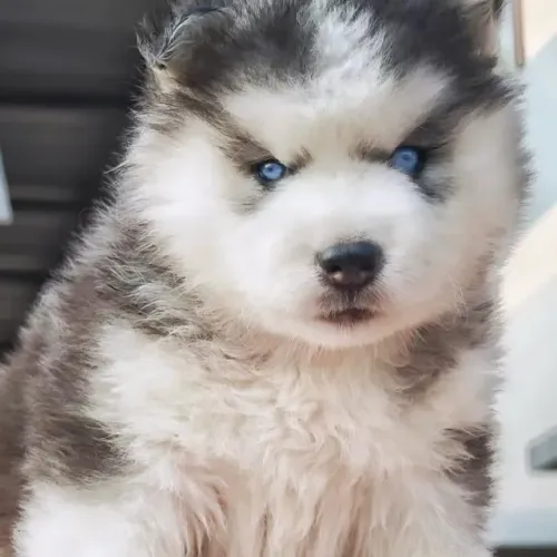 Filhotes de Husky Siberiano | Um pacote de amor em formato peludo.