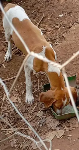 Cachorro América