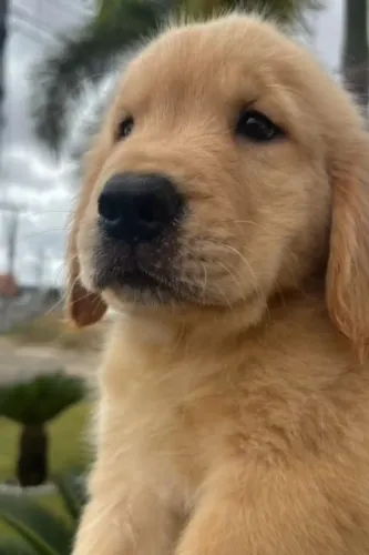 Golden Retriever