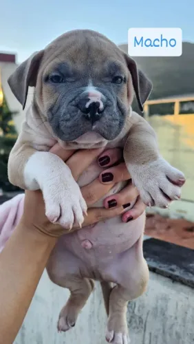 Filhotes de American Bully Standard