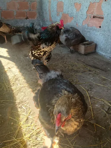 Vendo essas aves informações na descrição