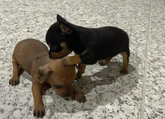 PINSCHER ZERO ZERO