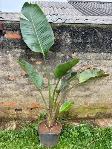 Strelitzia nicolai 