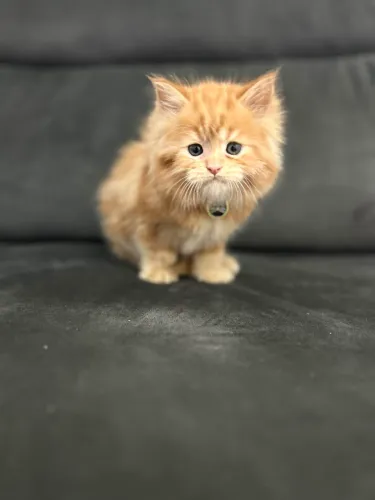 Maine coon macho Red