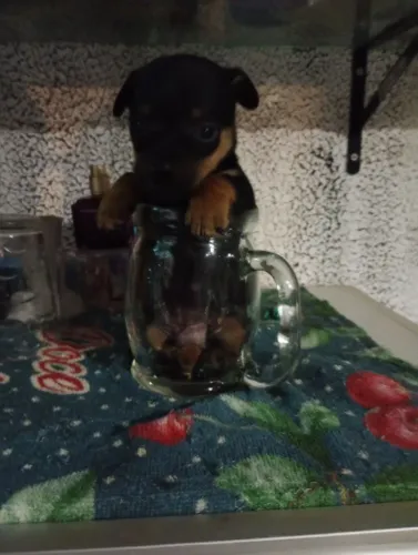 Pinscher