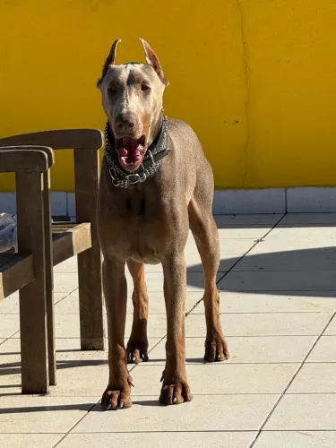 Dobermann com Pedigree para Adoção Responsável - 1 ano - Muito dócil e carinhoso