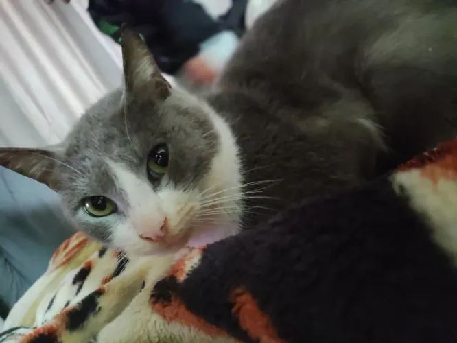 Gato para adoção