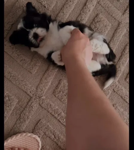 Cachorro / filhote / shih tzu