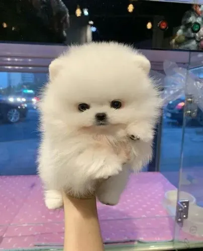 Filhote de Lulu da Pomerânia à doaçao!