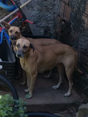 Doação de cachorras médio porte! 