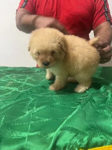 Poodle