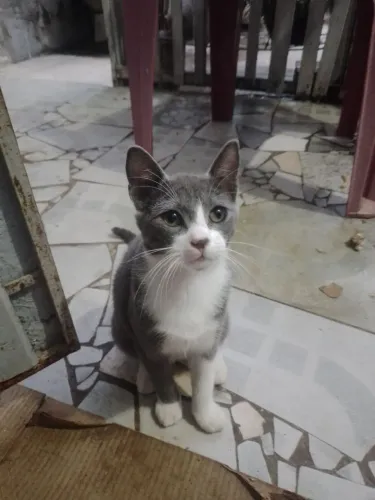 Doacao gatinha