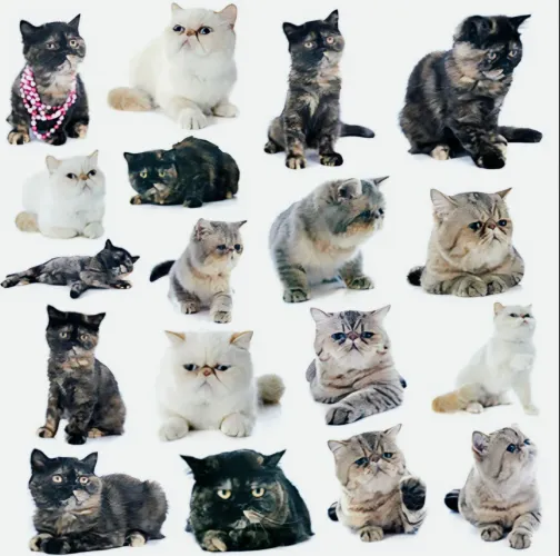 Gatos Persa Exoticos Já Pronta Entrega Com Pedigree