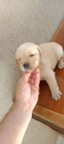 Vendo filhote de Golden