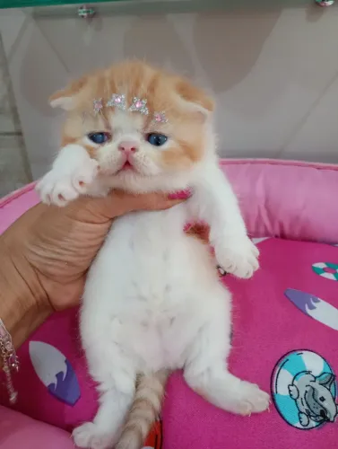 Gata persa exótica