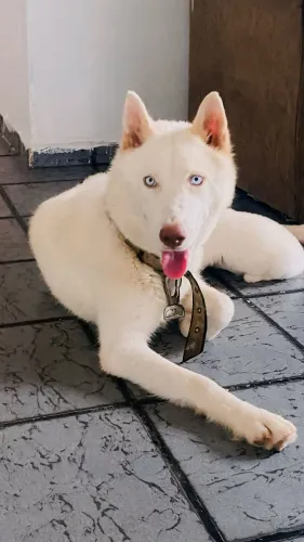 Husky siberiano para reserva