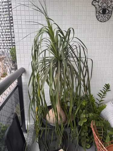 Planta pata de elefante
