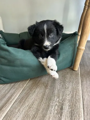 Border collie macho 65 dias