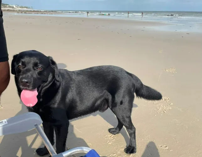 Labrador macho disponível para cruzar