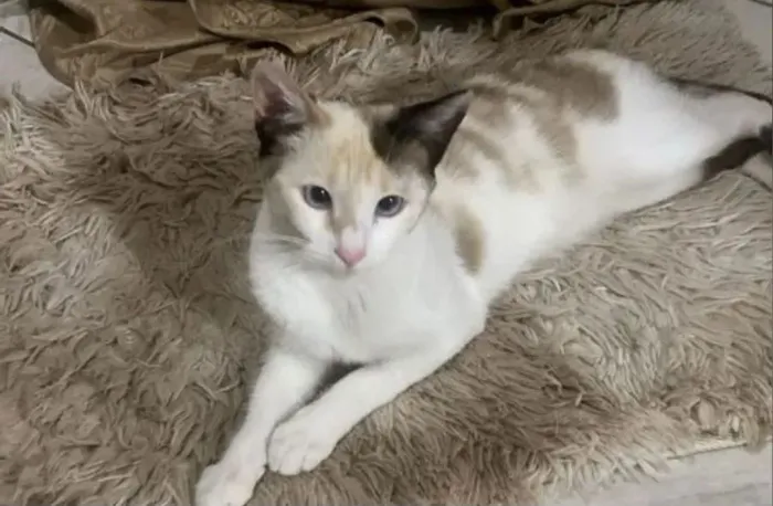 Doação de gata SRD Fêmea 