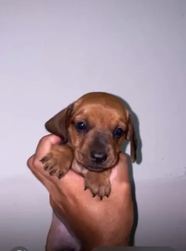 Os patinhas  curtas dachshund 