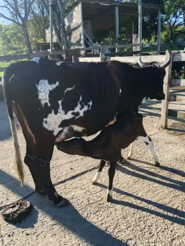 Vaca mestiça