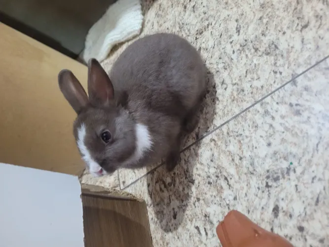 Mini coelho