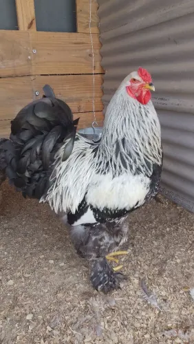 Brahma Dark