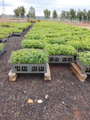MUDAS DE SANSÃO DO CAMPO