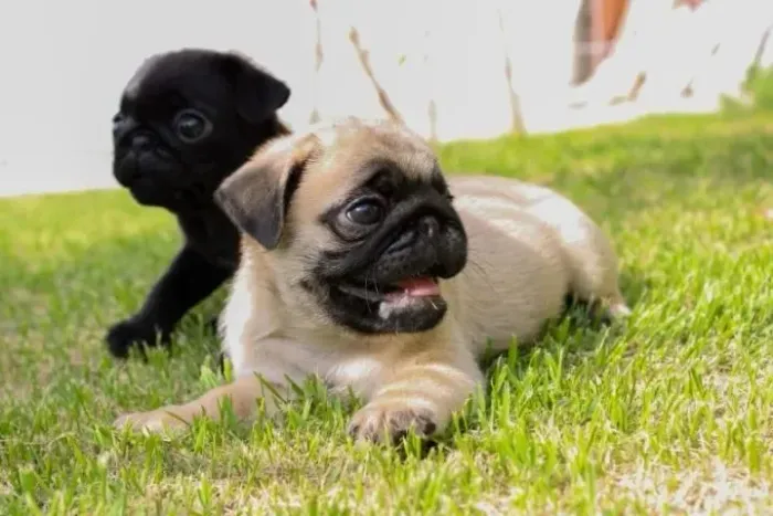 Pug Filhotes incríveis esperando muito amor