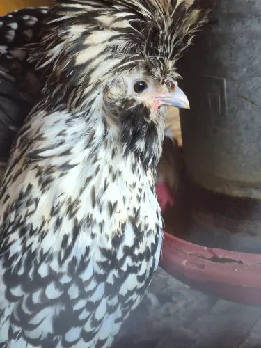 Femea de galinha polonesa prata <br>6 meses de vida 150,00