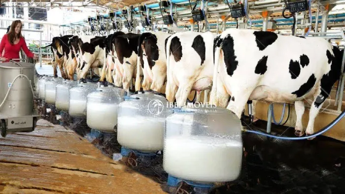 FAZENDA DE LATICINIOS 903 HECTARES ILAGEM PARA 5 A 6 MIL CABEÇAS DE GADO