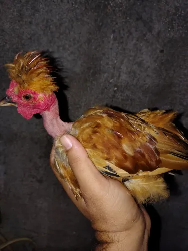 Garnise modelado
