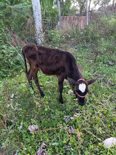 Bazerra 