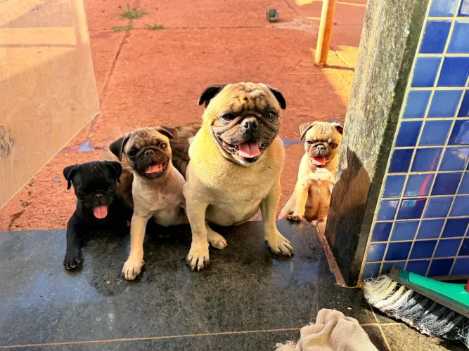 Pug
