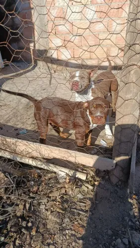 Vendo América Bully 