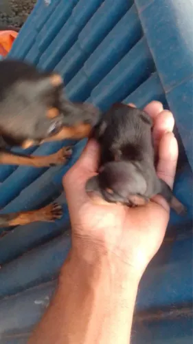 Filhote de Pinscher 