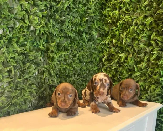 linguicinha choco