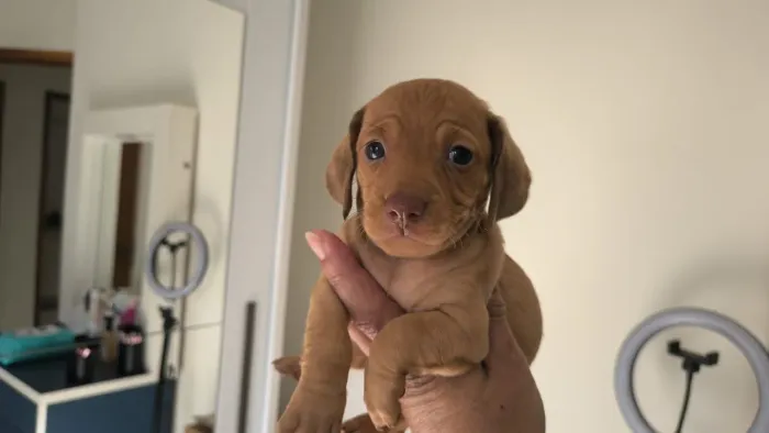 Lindo machinho de Basset caramelo mini disponível - alfenas MG