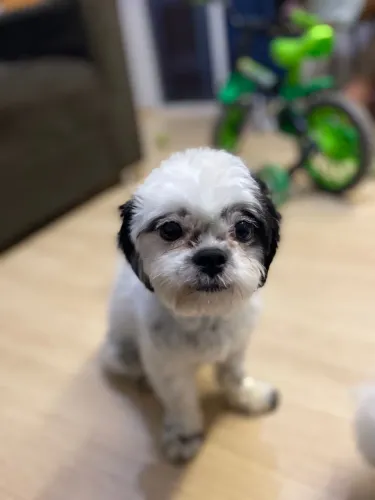 Vendo filho macho e cachorra de 1 ano e 2 mês 300 cada 