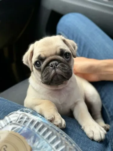 Pug Uma fofura pronta para conquistar novos admiradores