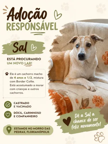 ADOÇÃO RESPONSÁVEL - o SAL PROCURA UM NOVO LAR