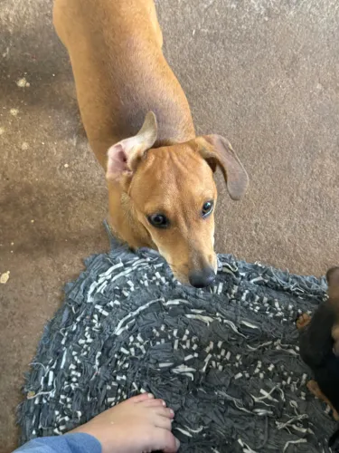 Doação de cachorro pequeno porte
