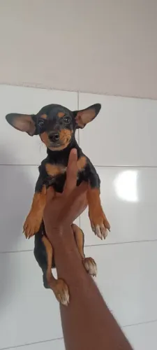 Pinscher N°1 de 5 meses 